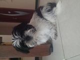 catel shi.tzu