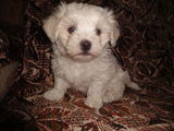 Catelus bichon maltez alb