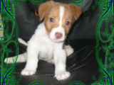 catelus pentru adoptie