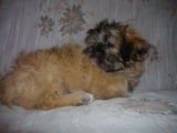 catelus shih tzu