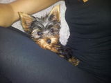 Catelus Yorshire terrier TOY MINNI