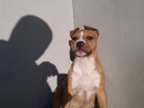 catelusa amstaff