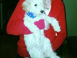 Catelusa bichon frise