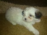Catelusa Bichon Maltez