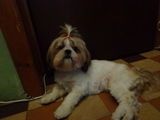 Catelusa shih-tzu