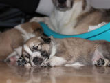 Catelusa superba pentru adoptie