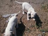 CATELUSE DOG ARGENTINIAN