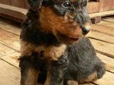 Catelusi Airedale Terrier