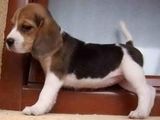 CATELUSI BEAGLE DE VINZARE