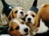 CATELUSI BEAGLE DE VINZARE