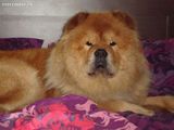 catelusi chow-chow