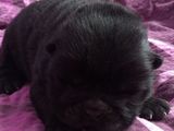 catelusi chow chow
