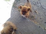 Catelusi de pechinez !!