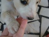Catelusi de talie mica spre adoptie