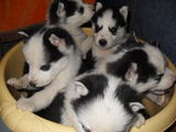 catelusi Hasky SIberian de vanzare