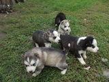 Catelusi husky