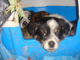 Catelusi pentru adoptie