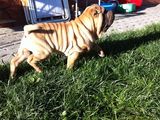 Catelusi rasa SHAR PEI
