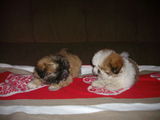 catelusi shih tzu