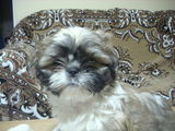 catelusi shih-tzu