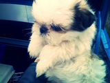 Catelusi Shih Tzu