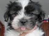 Catelusi Shih-tzu de vanzare!!!