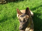 Caut caine Belgian Malinois pentru ponta