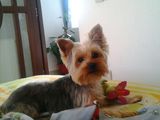 Caut catelusa yorkshire terrier pentru imperechere