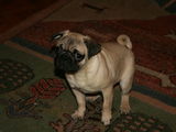 cel mai frumos cadou pentru oricine o catelusa mops/pug