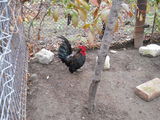 Chabo Negru
