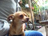 Chihuahua cafeniu