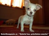 Chihuahua puiuti bej, albi si negri