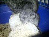 Chinchila- UN ANIMAL NEPRETENTIOS ! super oferta !!!