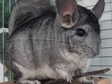 chinchilla .