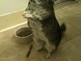 chinchilla de vanzare