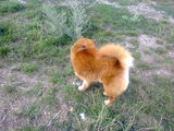 Chow Chow  femela