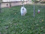chow chow rasa pura