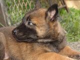 Ciobanesc belgian malinois pui