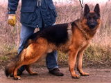 Ciobanesc german mascul, adult, cu pedigree