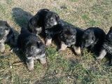ciobanesc german negru