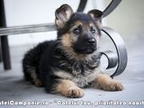Ciobanesc German pui de 2 luni