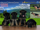 Ciobanesc German puiuti superbi cu Pedigree