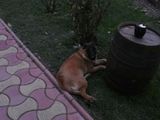 ciobanesc malinois