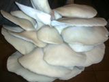 ciuperci pleurotus