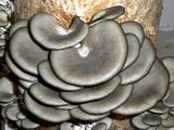 Ciuperci Pleurotus