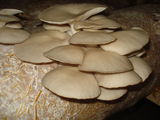 Ciuperci pleurotus ( Pastrav de fag )