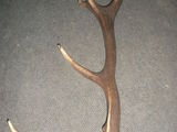 coarne de cerb