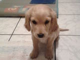 Cocker spaniel