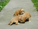 Cocker spaniel englezesc