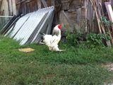 cocosi brahma